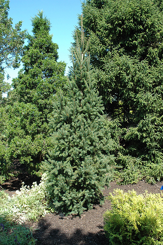 Columnar Norway Spruce (Picea abies 'Cupressina') at Hoffmann Hillermann Nursery & Florist