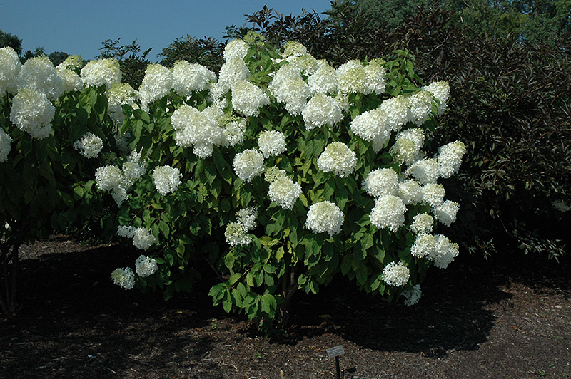 Phantom Hydrangea (Hydrangea paniculata 'Phantom') at Hoffmann Hillermann Nursery & Florist