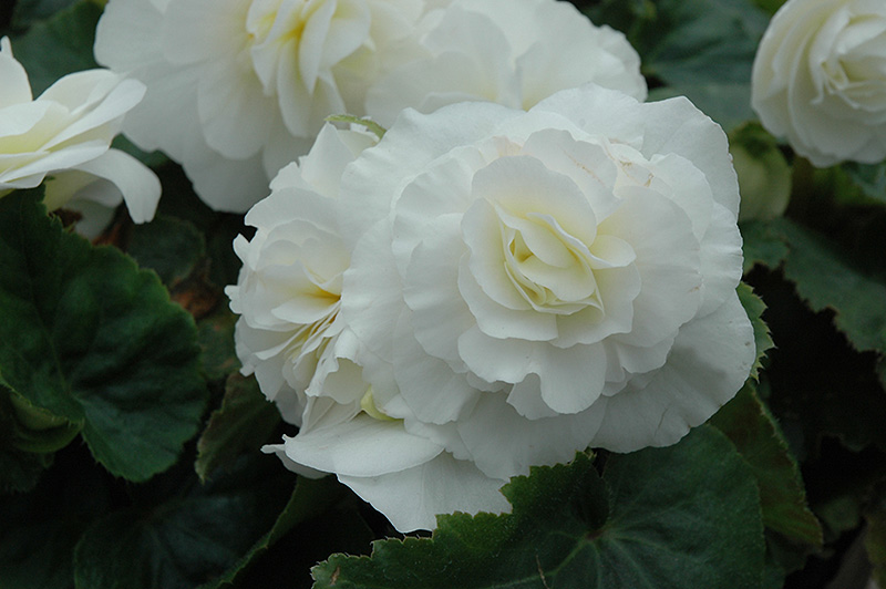 Nonstop White Begonia (Begonia 'Nonstop White') at Hoffmann Hillermann Nursery & Florist