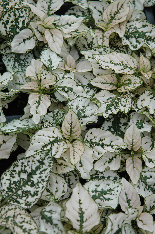 Splash Select White Polka Dot Plant (Hypoestes phyllostachya 'PAS2343') at Hoffmann Hillermann Nursery & Florist