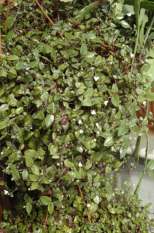 Bridal Veil Spiderwort (Tradescantia 'Bridal Veil') at Hoffmann Hillermann Nursery & Florist