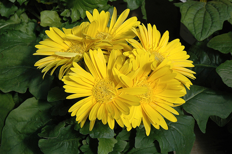 Yellow Gerbera Daisy (Gerbera 'Yellow') at Hoffmann Hillermann Nursery & Florist