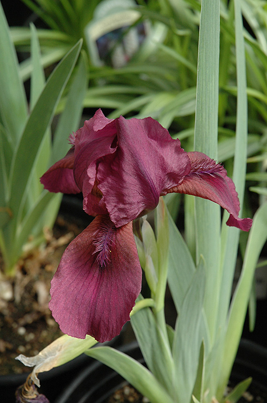 Red Dwarf Bearded Iris (Iris pumila 'Red') at Hoffmann Hillermann Nursery & Florist