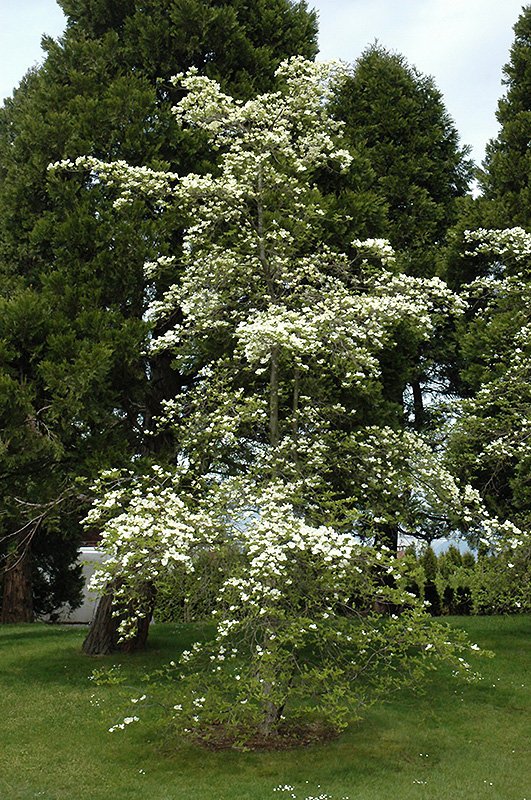 Eddie's White Wonder Flowering Dogwood (Cornus 'Eddie's White Wonder') at Hoffmann Hillermann Nursery & Florist