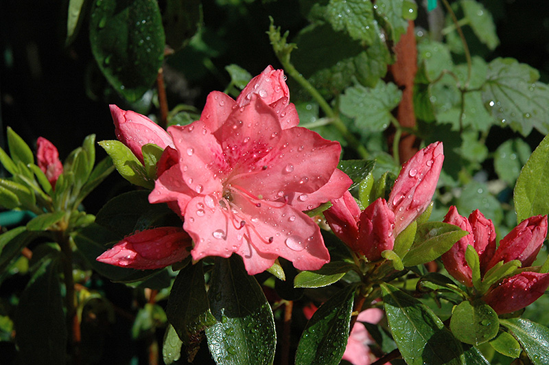 Girard's Renee Michelle Azalea (Rhododendron 'Girard's Renee Michelle') at Hoffmann Hillermann Nursery & Florist