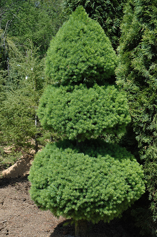 Dwarf Alberta Spruce (Picea glauca 'Conica (pom pom)') at Hoffmann Hillermann Nursery & Florist