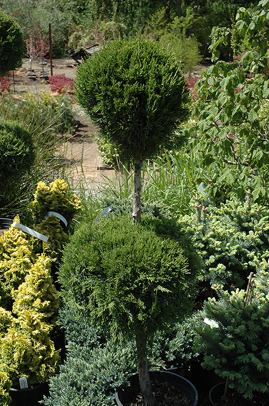 Spartan Juniper (pom pom) (Juniperus chinensis 'Spartan (pom pom)') at Hoffmann Hillermann Nursery & Florist