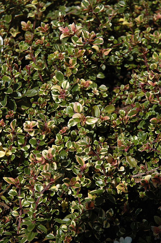 Variegated Broadleaf Thyme (Thymus pulegioides 'Foxley') at Hoffmann Hillermann Nursery & Florist