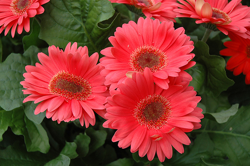 Coral Gerbera Daisy (Gerbera 'Coral') at Hoffmann Hillermann Nursery & Florist