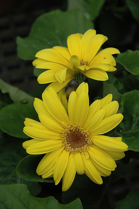 Yellow Gerbera Daisy (Gerbera 'Yellow') at Hoffmann Hillermann Nursery & Florist