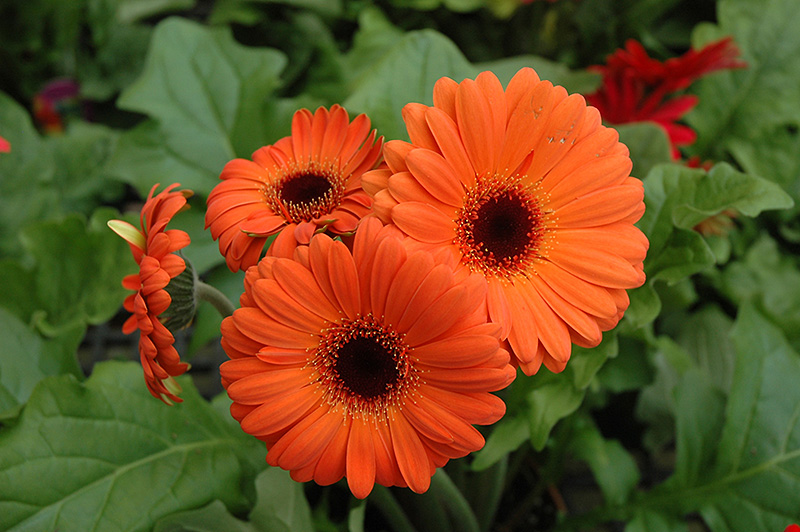Orange Gerbera Daisy (Gerbera 'Orange') at Hoffmann Hillermann Nursery & Florist