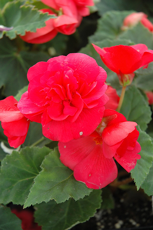 Nonstop Rose Pink Begonia (Begonia 'Nonstop Rose Pink') at Hoffmann Hillermann Nursery & Florist