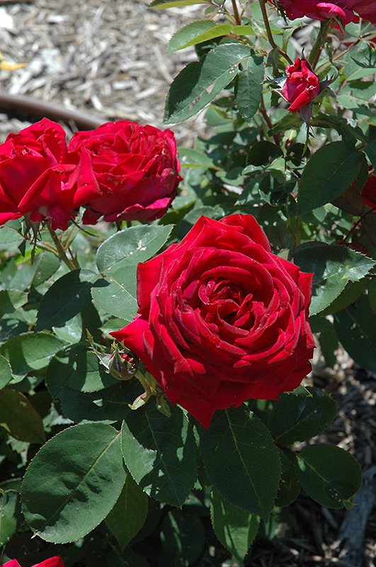 Kashmir Rose (Rosa 'Kashmir') at Hoffmann Hillermann Nursery & Florist