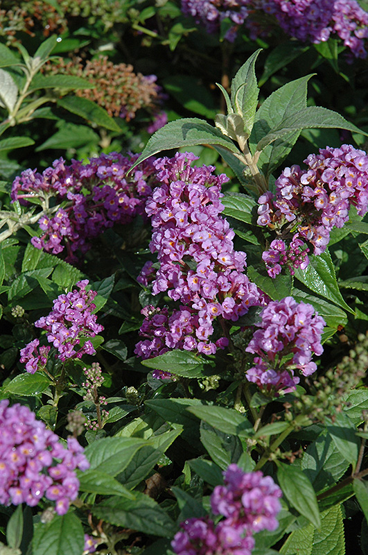 Lo & Behold Purple Haze Butterfly Bush (Buddleia 'Purple Haze') at Hoffmann Hillermann Nursery & Florist