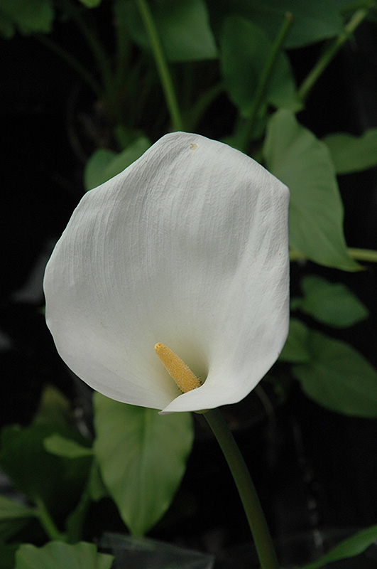 Calla Lily (Zantedeschia aethiopica) at Hoffmann Hillermann Nursery & Florist