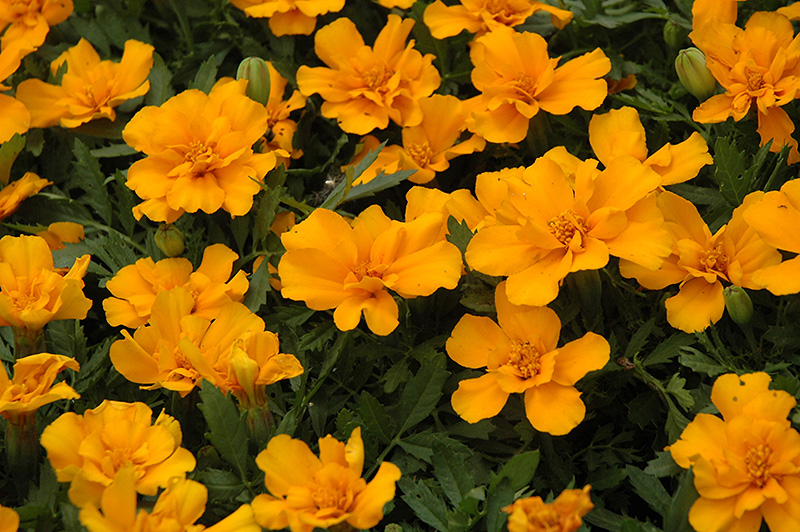 Safari Orange Marigold (Tagetes patula 'Safari Orange') at Hoffmann Hillermann Nursery & Florist