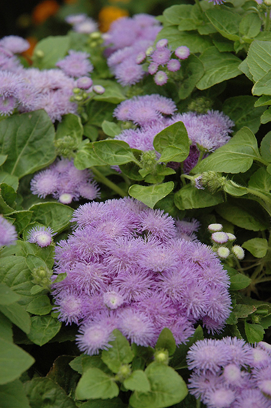 Hawaii Blue Flossflower (Ageratum 'Hawaii Blue') at Hoffmann Hillermann Nursery & Florist