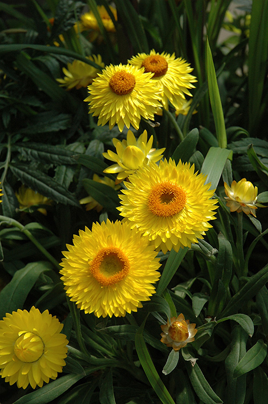 Dreamtime Jumbo Yellow Strawflower (Bracteantha bracteata 'OHB003790') at Hoffmann Hillermann Nursery & Florist