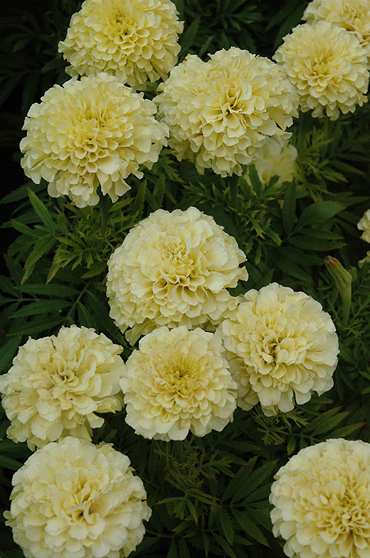 French Vanilla Marigold (Tagetes erecta 'French Vanilla') at Hoffmann Hillermann Nursery & Florist