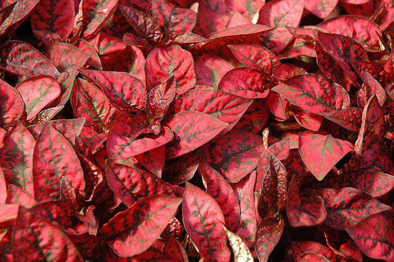 Splash Select Red Polka Dot Plant (Hypoestes phyllostachya 'PAS2344') at Hoffmann Hillermann Nursery & Florist