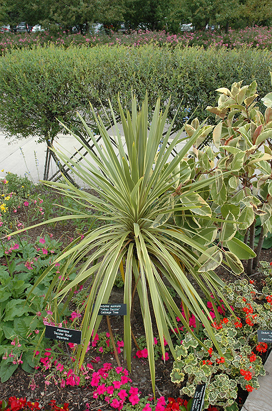 Torbay Dazzler Grass Palm (Cordyline australis 'Torbay Dazzler') at Hoffmann Hillermann Nursery & Florist