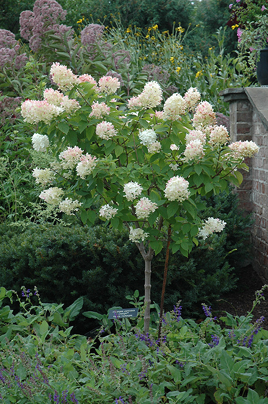 Limelight Hydrangea (tree form) (Hydrangea paniculata 'Limelight (tree form)') at Hoffmann Hillermann Nursery & Florist