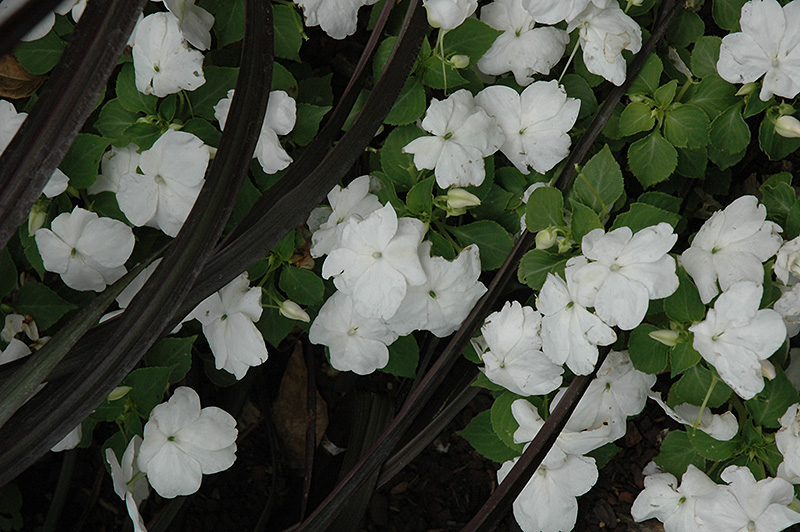 Dazzler White Impatiens (Impatiens 'Dazzler White') at Hoffmann Hillermann Nursery & Florist