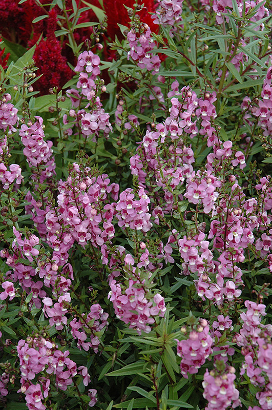 Serena Lavender Pink Angelonia (Angelonia angustifolia 'Serena Lavender Pink') at Hoffmann Hillermann Nursery & Florist