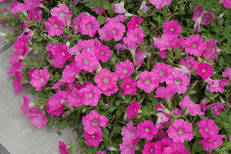 Easy Wave Pink Petunia (Petunia 'Easy Wave Pink') at Hoffmann Hillermann Nursery & Florist