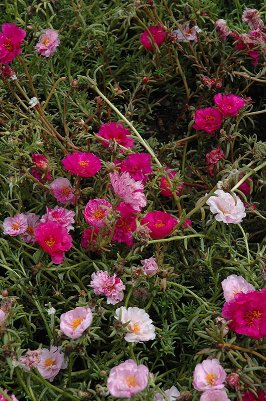 Happy Trails Fuchsia Portulaca (Portulaca grandiflora 'Happy Trails Fuchsia') at Hoffmann Hillermann Nursery & Florist
