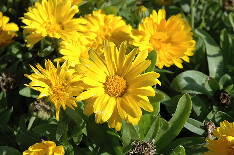 Bon Bon Yellow Pot Marigold (Calendula officinalis 'Bon Bon Yellow') at Hoffmann Hillermann Nursery & Florist