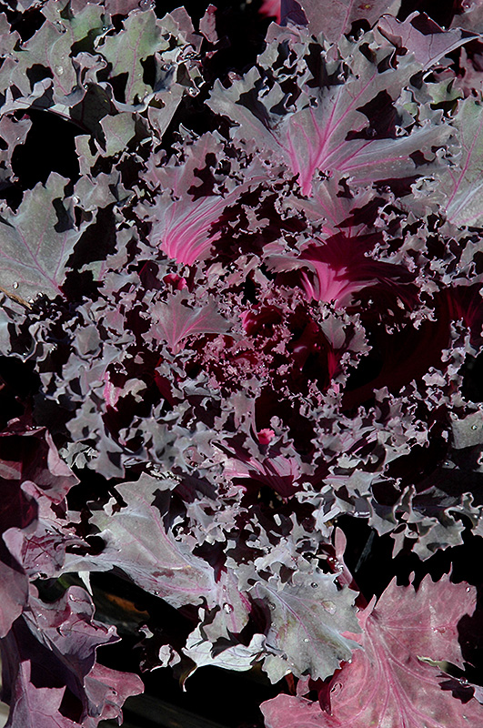 Purple Kale (Brassica oleracea var. acephala 'Purple') at Hoffmann Hillermann Nursery & Florist