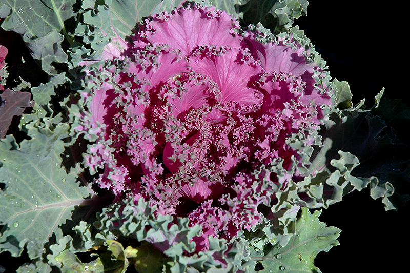 Pink Kale (Brassica oleracea var. acephala 'Pink') at Hoffmann Hillermann Nursery & Florist