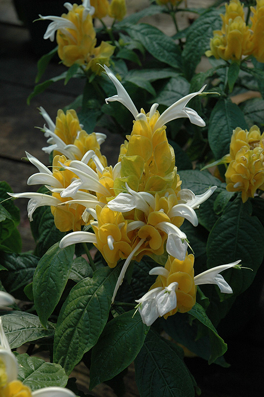 Golden Shrimp Plant (Pachystachys lutea) at Hoffmann Hillermann Nursery & Florist