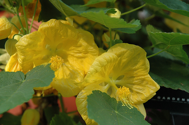 Bella Yellow Flowering Maple (Abutilon 'Bella Yellow') at Hoffmann Hillermann Nursery & Florist