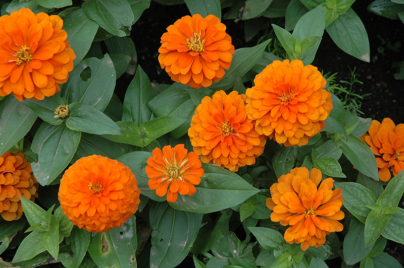 Magellan Orange Zinnia (Zinnia 'Magellan Orange') at Hoffmann Hillermann Nursery & Florist