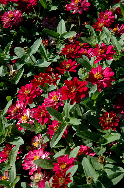 Profusion Double Cherry Zinnia (Zinnia 'Profusion Double Cherry') at Hoffmann Hillermann Nursery & Florist