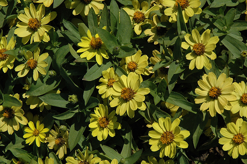 Zahara Yellow Zinnia (Zinnia 'Zahara Yellow') at Hoffmann Hillermann Nursery & Florist