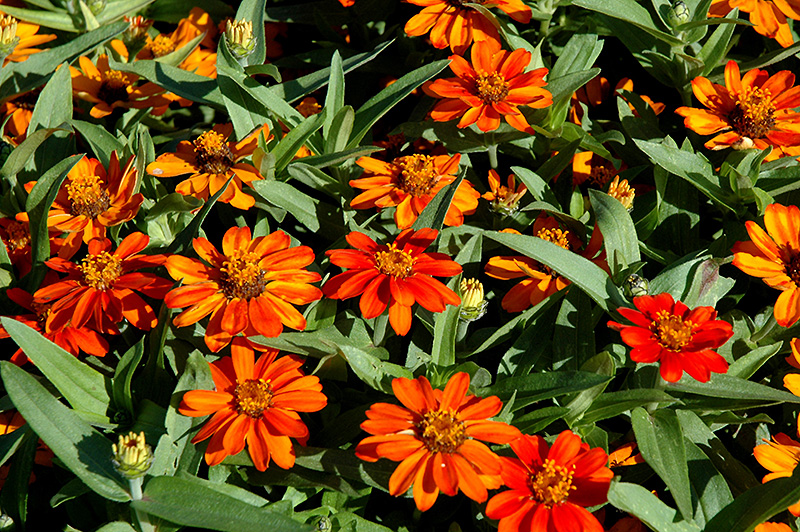Profusion Orange Zinnia (Zinnia 'Profusion Orange') at Hoffmann Hillermann Nursery & Florist