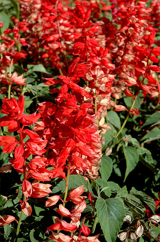Bonfire Scarlet Sage (Salvia 'Bonfire') at Hoffmann Hillermann Nursery & Florist