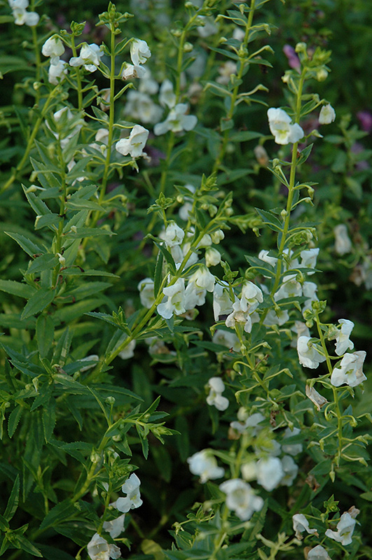 AngelMist White Angelonia (Angelonia angustifolia 'AngelMist White') at Hoffmann Hillermann Nursery & Florist