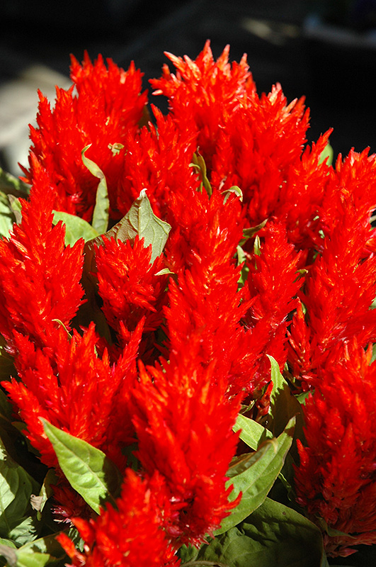 Red Plumed Celosia (Celosia plumosa 'Red') at Hoffmann Hillermann Nursery & Florist