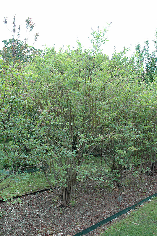 Climax Rabbiteye Blueberry (Vaccinium ashei 'Climax') at Hoffmann Hillermann Nursery & Florist