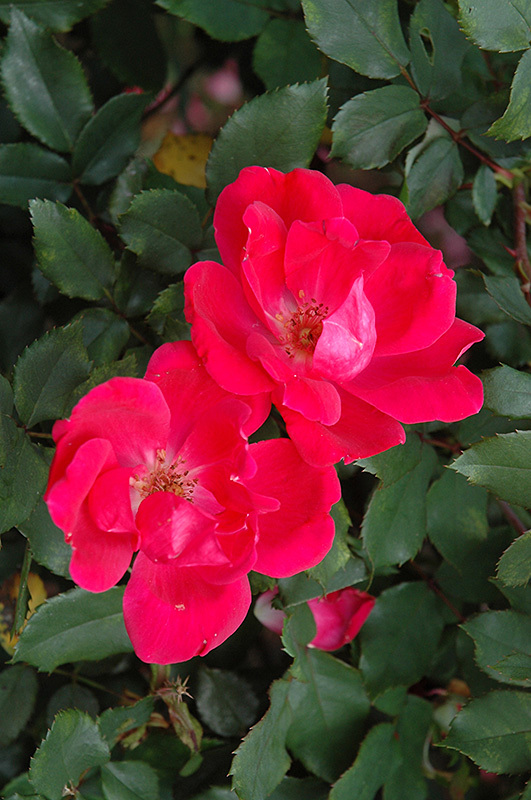 Red Knock Out Rose (Rosa 'Red Knock Out') at Hoffmann Hillermann Nursery & Florist