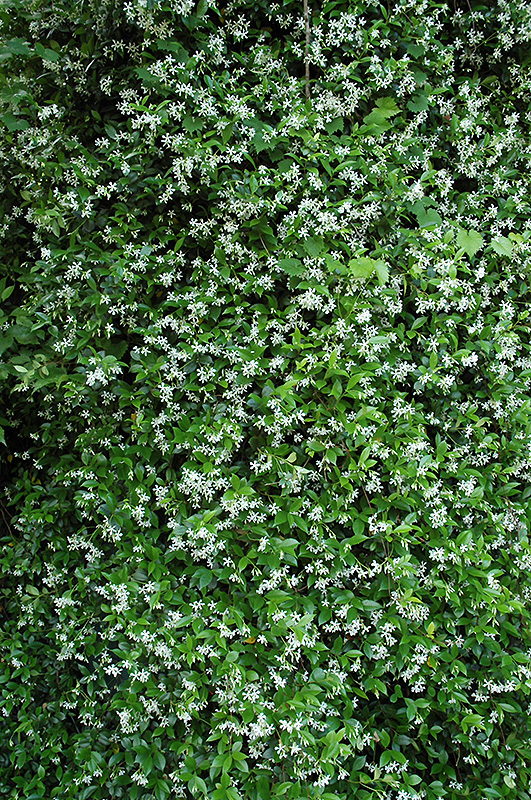 Confederate Star-Jasmine (Trachelospermum jasminoides) at Hoffmann Hillermann Nursery & Florist