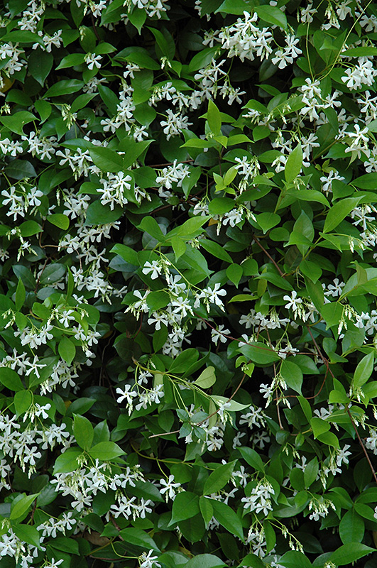 Confederate Star-Jasmine (Trachelospermum jasminoides) at Hoffmann Hillermann Nursery & Florist