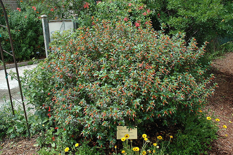 Firecracker Plant (Cuphea ignea) at Hoffmann Hillermann Nursery & Florist