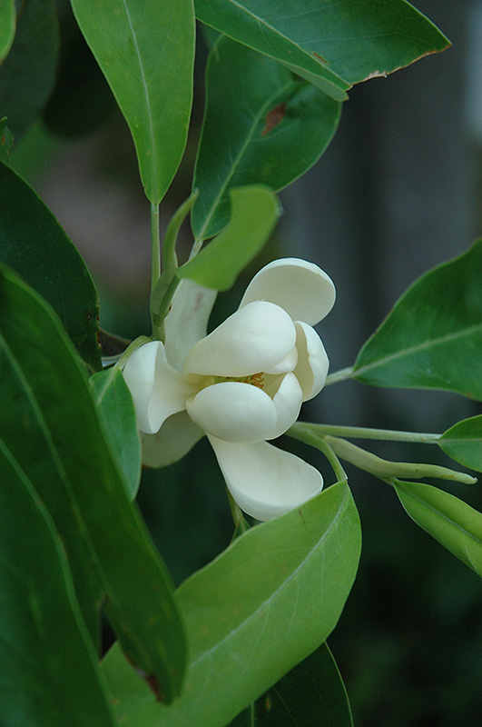 Sweetbay Magnolia (Magnolia virginiana) at Hoffmann Hillermann Nursery & Florist