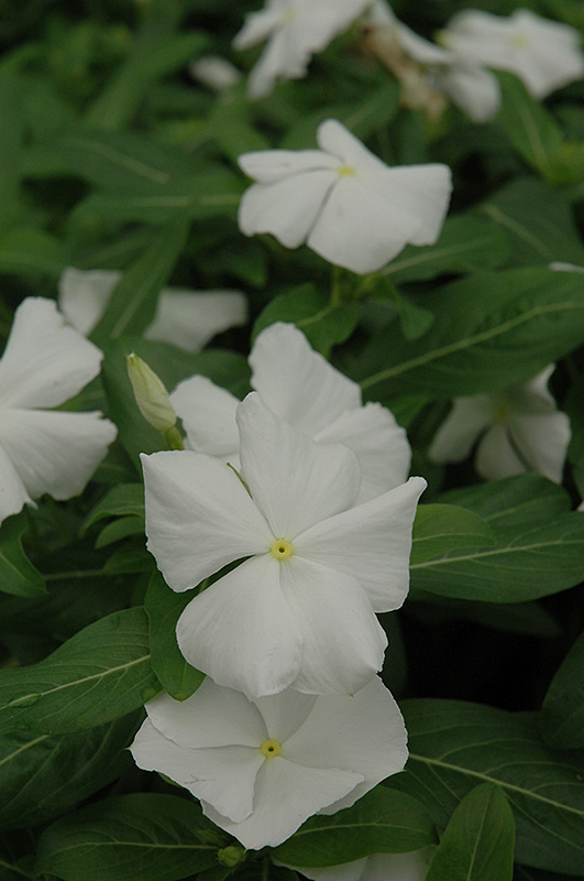 Mediterranean XP White Vinca (Catharanthus roseus 'PAS553555') at Hoffmann Hillermann Nursery & Florist