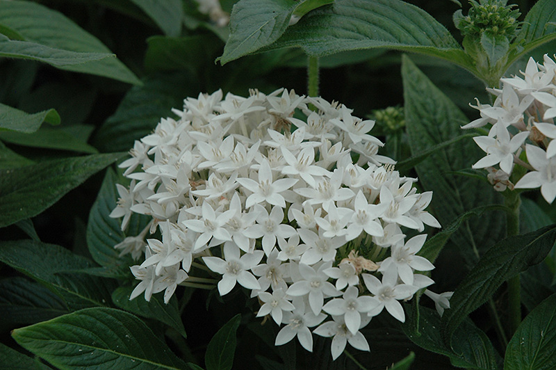 Butterfly White Star Flower (Pentas lanceolata 'Butterfly White') at Hoffmann Hillermann Nursery & Florist